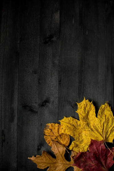 Wood hösten bakgrund — Stockfoto