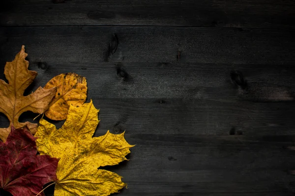 Hout herfst achtergrond — Stockfoto