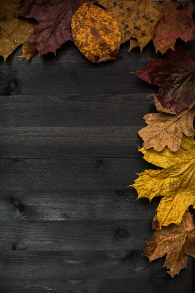 Wood hösten bakgrund — Stockfoto