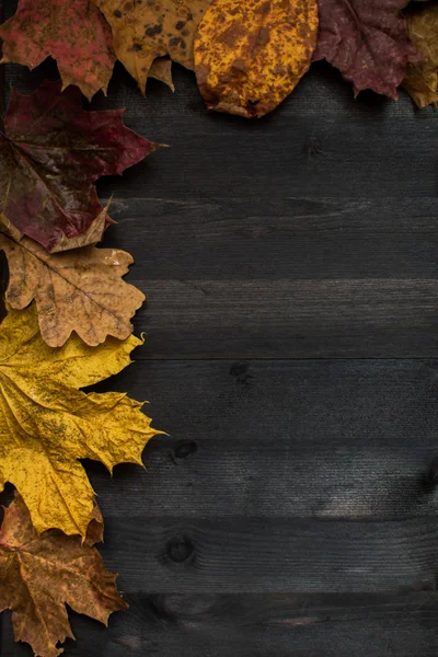 Wood hösten bakgrund — Stockfoto