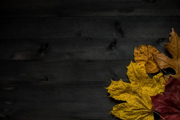 Wood hösten bakgrund — Stockfoto