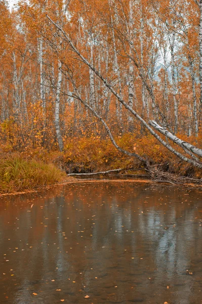 Autumn riverin taiga — Stock Photo, Image