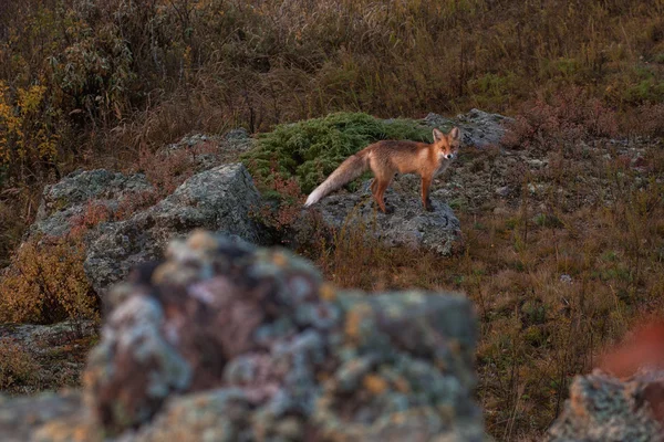 Red fox w tajga — Zdjęcie stockowe