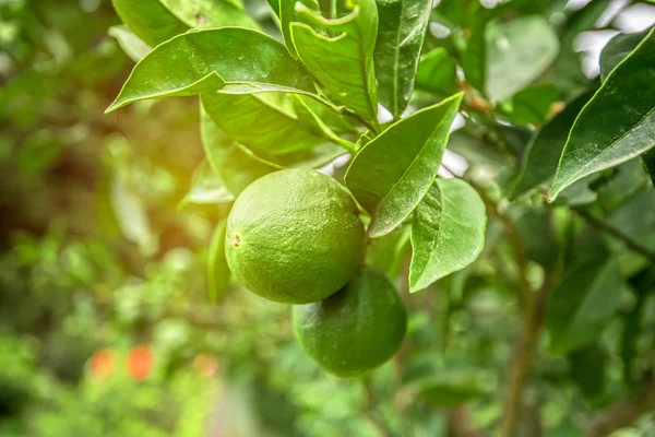 Limon ağacı meyve