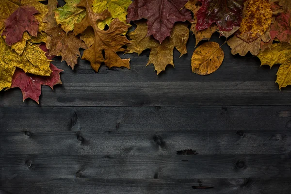 Hout herfst achtergrond — Stockfoto