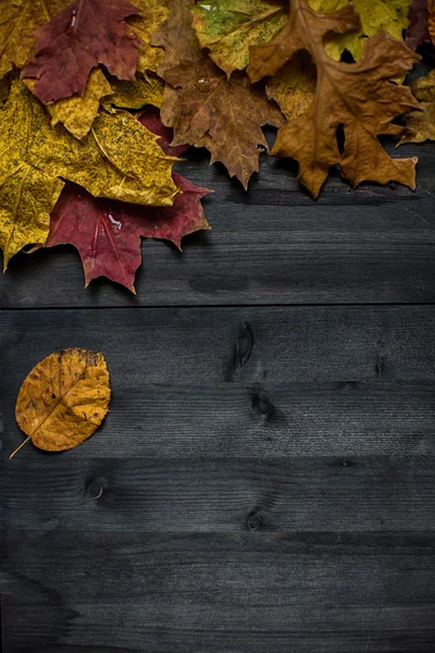 Wood hösten bakgrund — Stockfoto