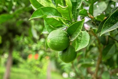 Meyveli limon ağacı