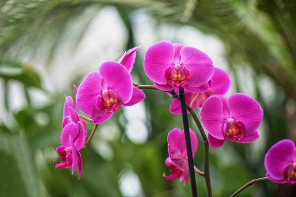 Orchideje v botanické zahradě — Stock fotografie