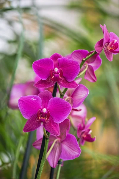 Orchideje v botanické zahradě — Stock fotografie