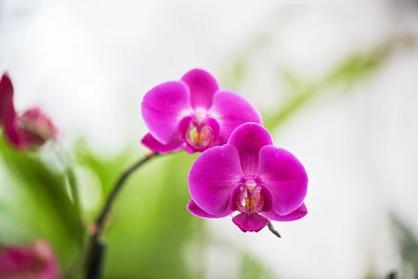 Orchideje v botanické zahradě — Stock fotografie