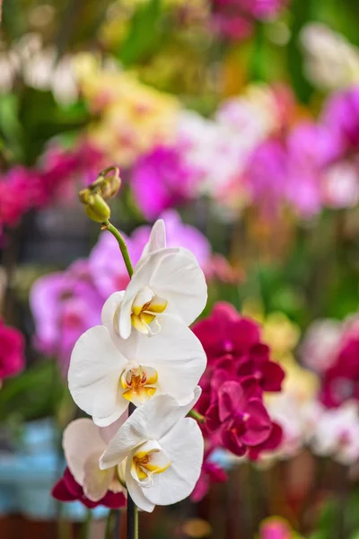 Orchideeën op botanische tuin — Stockfoto