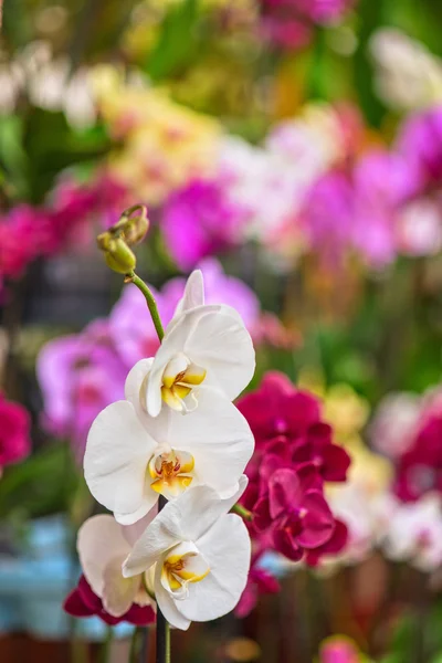 Orchideje v botanické zahradě — Stock fotografie