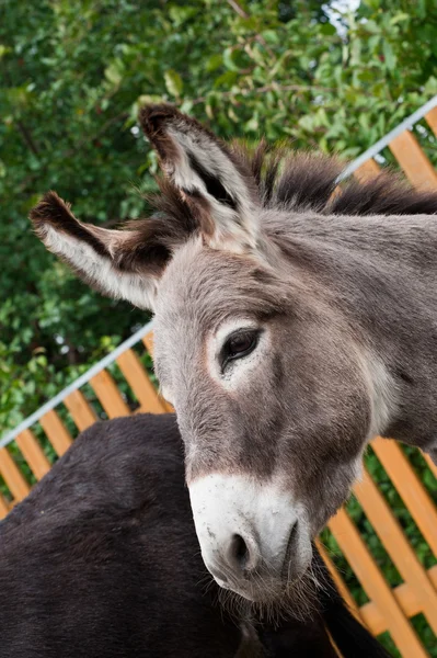 Donkey closeup portrait — Stock Photo, Image