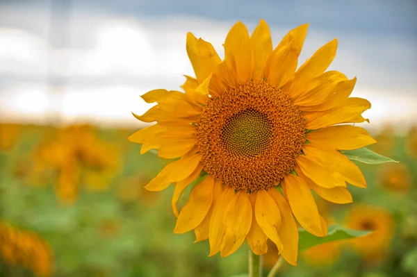 Beautiful sunflowers at field — Stock Photo, Image