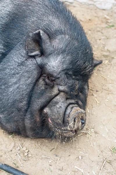 Cerdo negro dormido — Foto de Stock