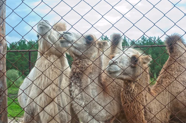 Photo of camels — Stock Photo, Image