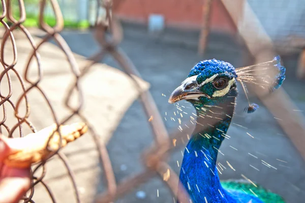 Menselijke hand voeding peacock — Stockfoto