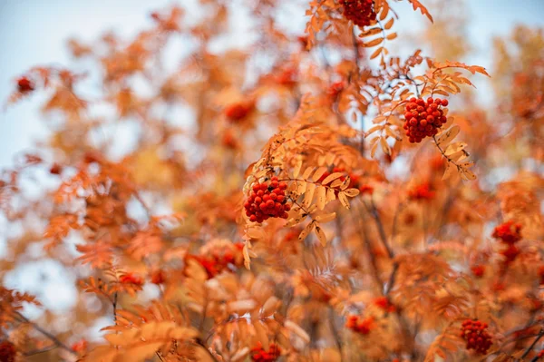 Rowan-tree con rowanberry — Foto de Stock