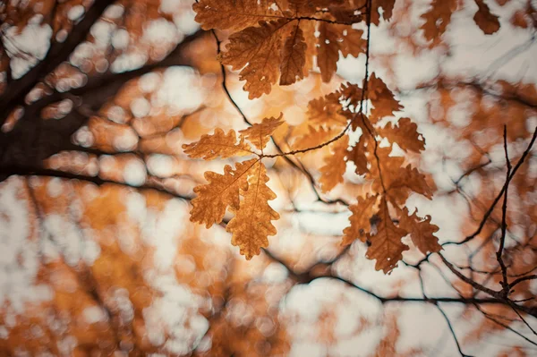 Autumn oak-tree leaves — Stock Photo, Image