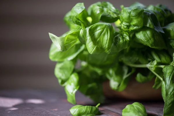 Albahaca orgánica fresca —  Fotos de Stock