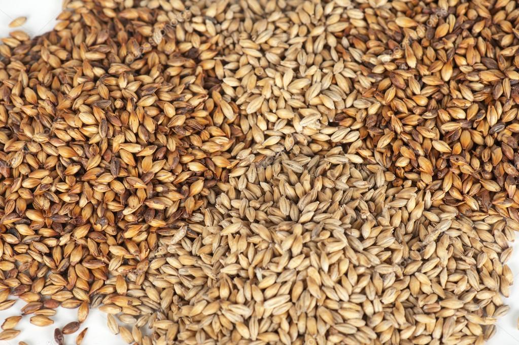 malt av korn malt av korn