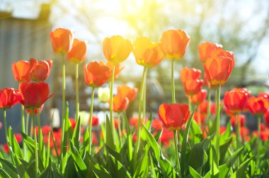 Kırmızı renkli Lale alan