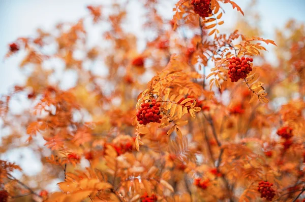 Rowan-boom met rowanberry — Stockfoto