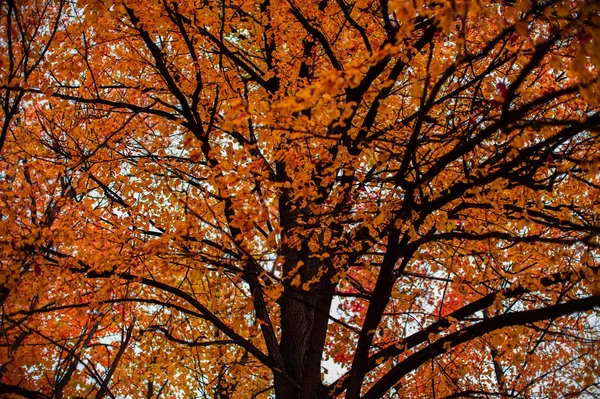 Podzimní strom Closeup — Stock fotografie