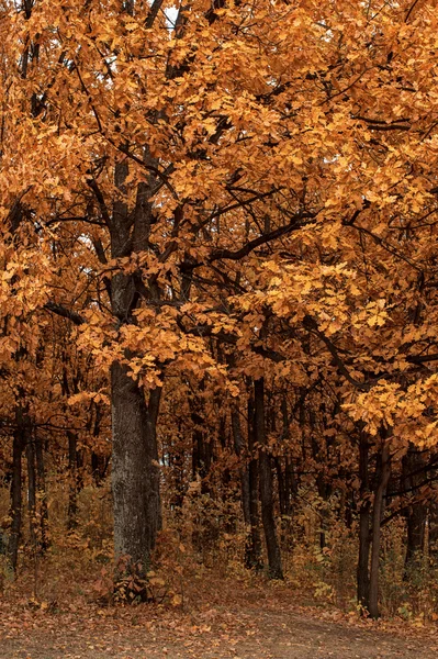 Primo piano dell'albero d'autunno — Foto Stock