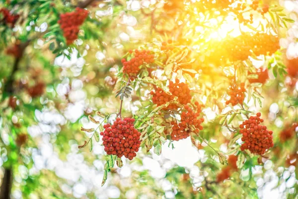 Rowan-tree con rowanberry —  Fotos de Stock