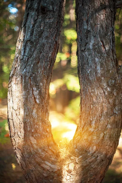 Närbild träd i skogen — Stockfoto