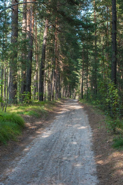 Forest summer road — Stock Photo, Image