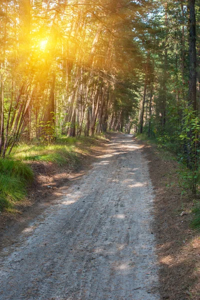 Forêt route d'été — Photo