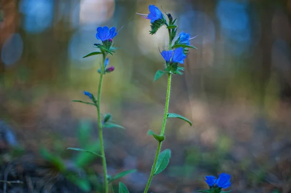 Blue forest flower — Stock Photo, Image