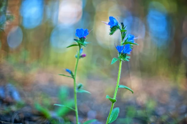 Blue forest flower — Stock Photo, Image
