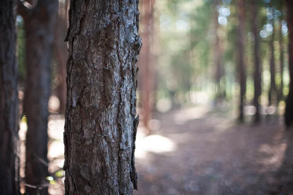 Closeup tree in the forest — Stock Photo, Image