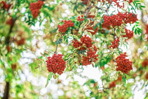 Горобина дерево з rowanberry — стокове фото