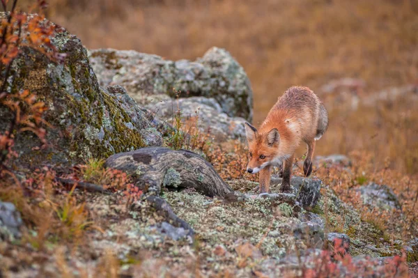 Raposa vermelha em taiga — Fotografia de Stock