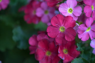 birçok Çiçek Bahçesi