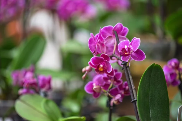 Orchidées roses à botanique — Photo