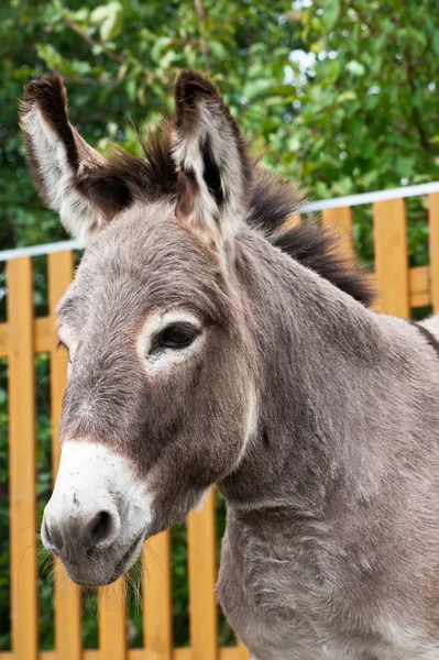 Donkey closeup portrait — Stock Photo, Image