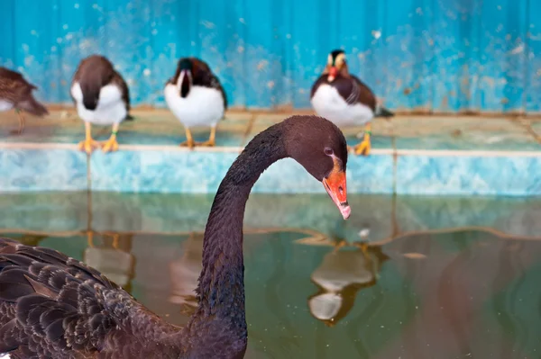 Siyah Kuğu Yüzme — Stok fotoğraf
