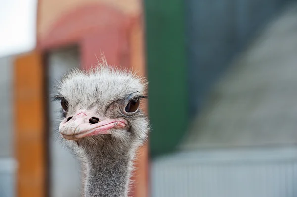 Portrait of an ostrich — Stock Photo, Image