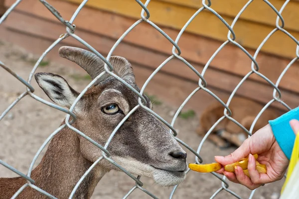 Feeding goat at farm — Stock Photo, Image