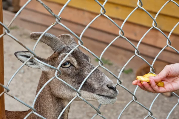 Feeding goat at farm — Stock Photo, Image