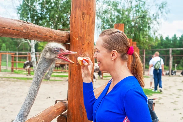 Woman feeding ostrich — Stock Photo, Image