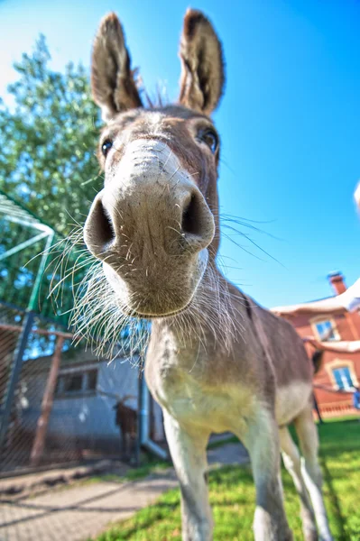 Donkey closeup portrait — Stock Photo, Image