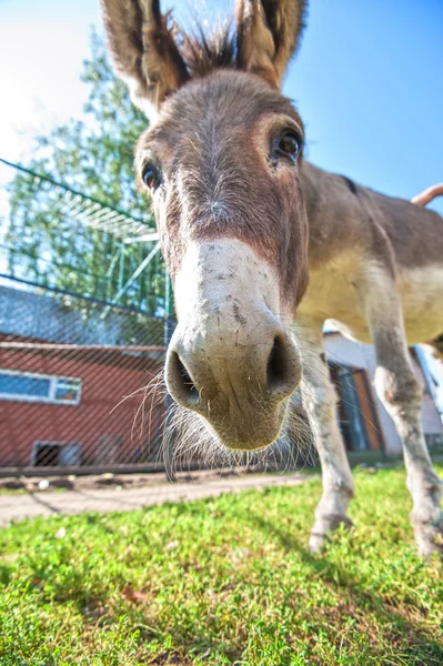 Ezel close-up portret — Stockfoto