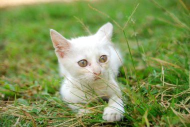 Çimlerin üzerinde sevimli bir kedi yavrusu