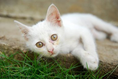 Beyaz kedi çimlerin üzerinde